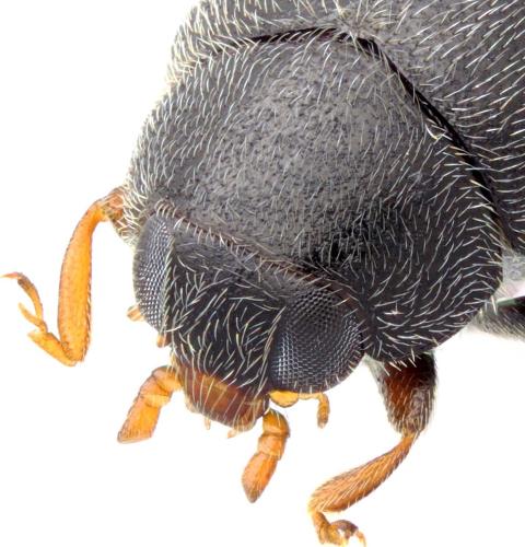 Nephus sp.